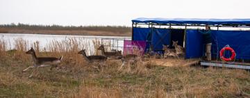  В заповіднику на Одещині оселилися лані і олені (фото, відео)